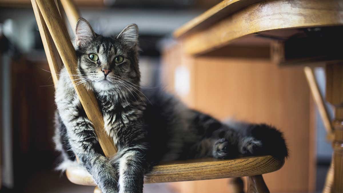Coronavirus y gatos: resuelve tus dudas