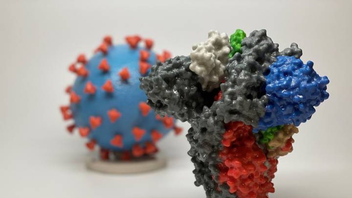 Fotografía cedida por los Institutos Nacionales de la Salud (NIH) que muestra una impresión 3D de una proteína espiga de SARS-CoV-2. NIH