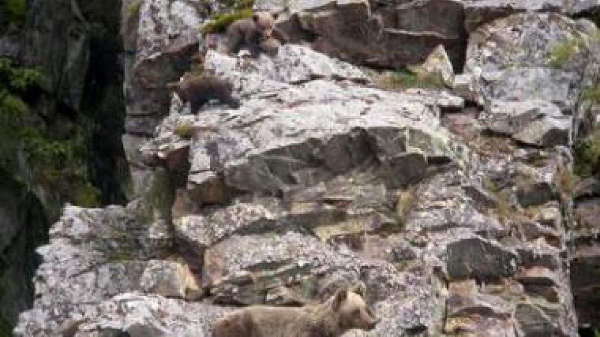 Las osas con prole son la mejor noticia para la conservación de la especie.
