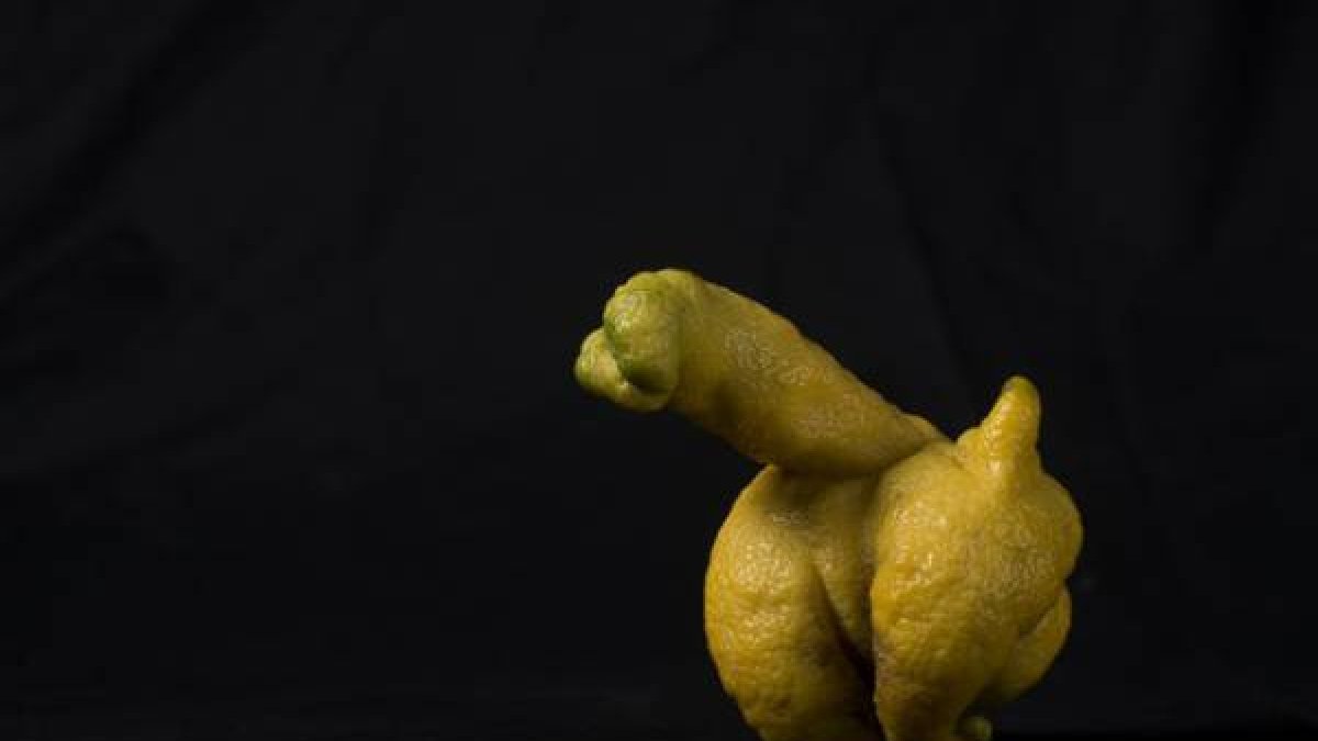 Imagen del limón con forma de pene que ha crecido en un jardín de la calle Natzaret de Barcelona.