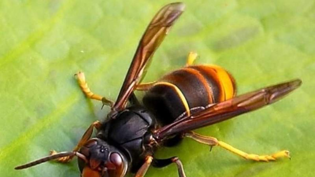 Un ejemplar de vespa velutina o avispón asiática. DL