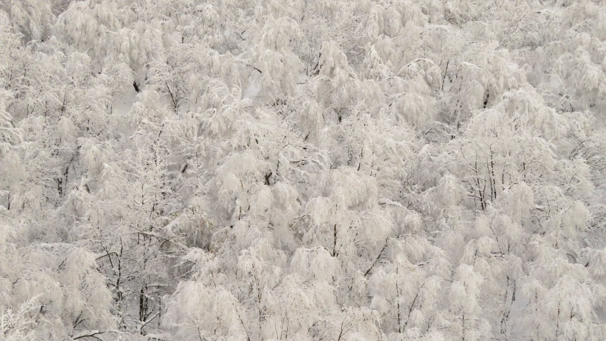 Nieve en los bosques de Pajares. EDUARDO ALONSO (DUDU)
