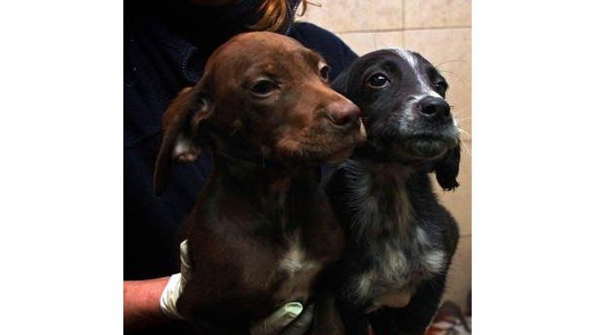 Una cuidadora con dos de los perros que se encuentran en la protectora