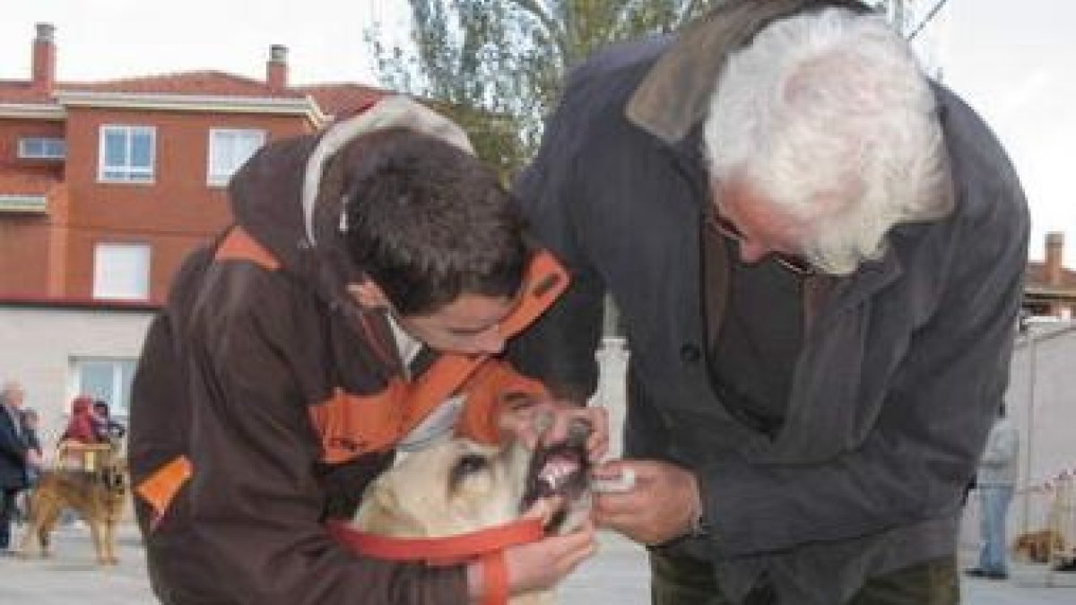 Amo y perro se preparan antes de que el juez examine al ejemplar.