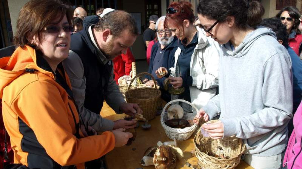 Momento en que se realizaba la clasificación de la setas recolectadas.