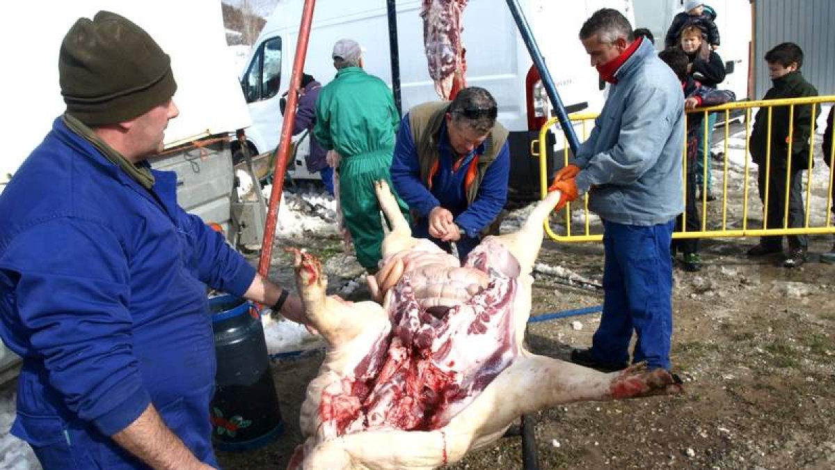 Momento en que se realizó la limpieza del cerdo para su posterior subasta.