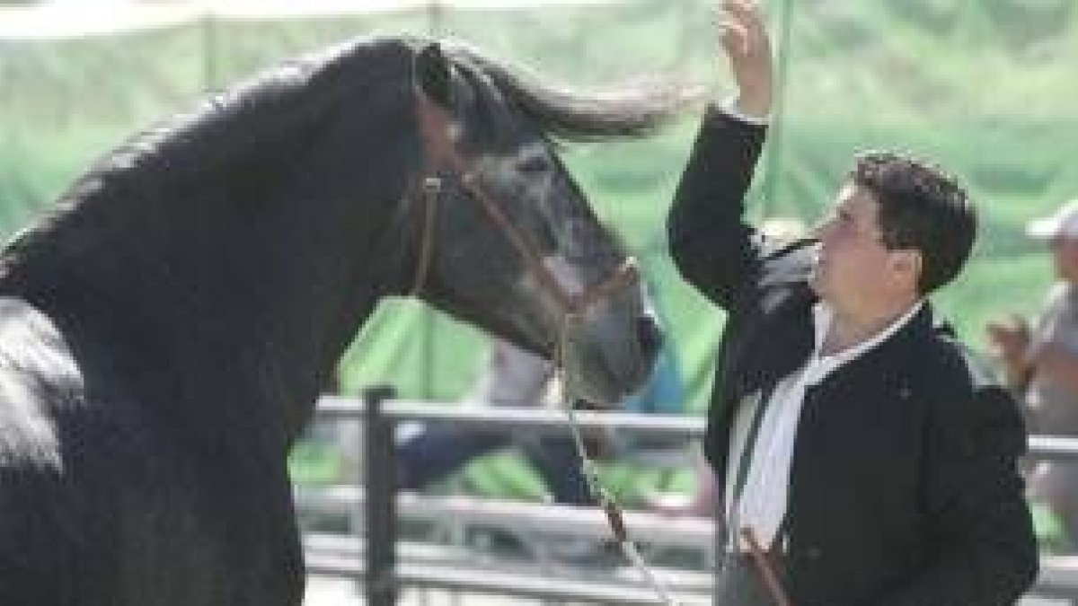 La Feria del Caballo de Camponaraya, ayer en uno de los concursos, tiene hoy domingo su continuidad