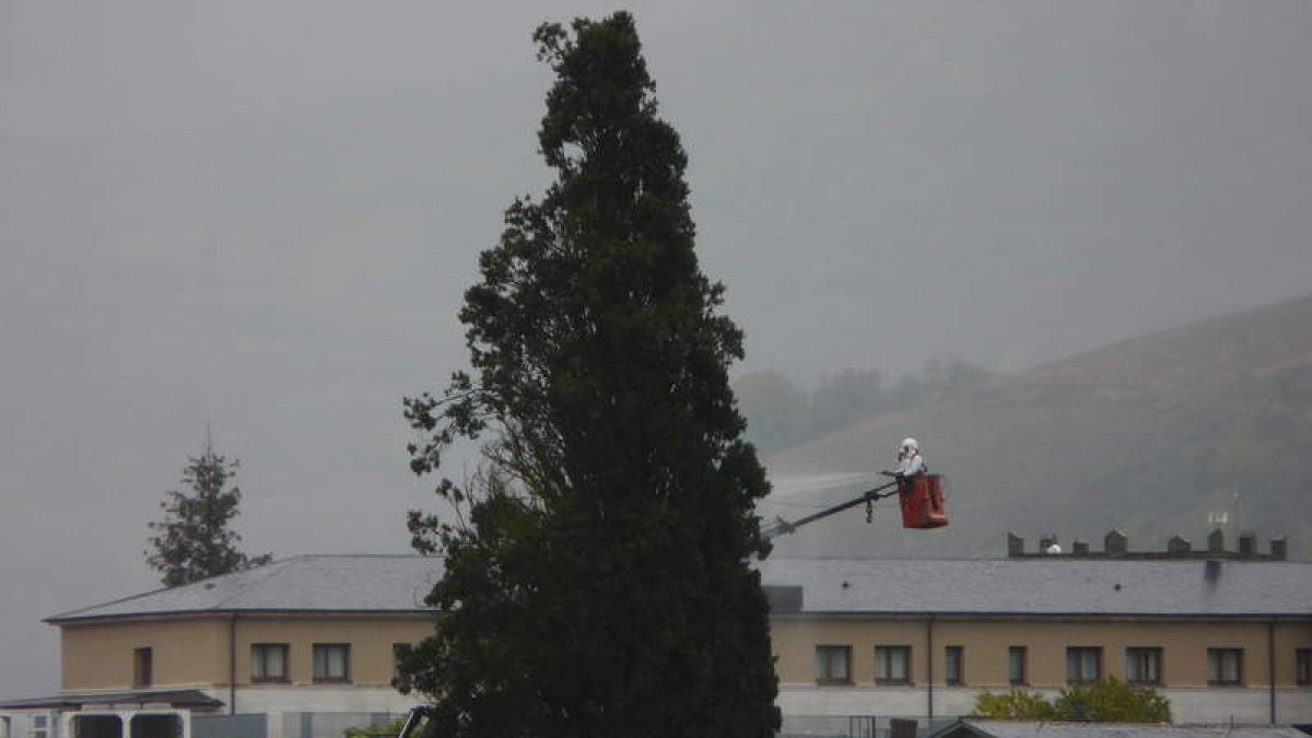 Un operario fumigaba ayer el ciprés de la Anunciada, subido a una grúa, a pesar de la lluvia.