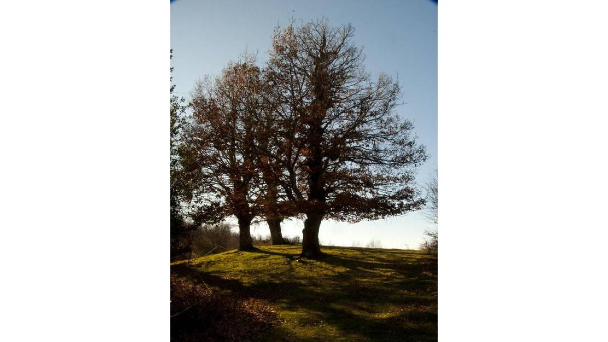 Árbol monumental en Prioro, uno de los paisajes que recorre el Camino de Santiago por Picos de Europa.