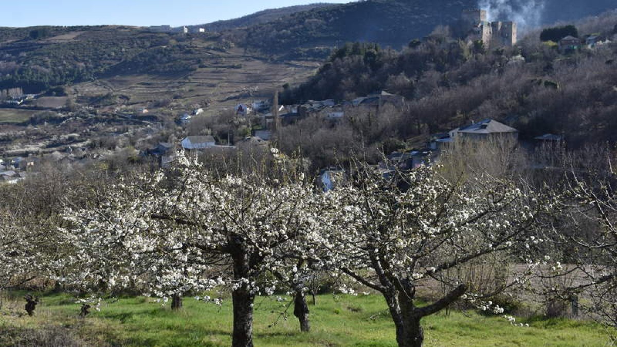 Los cerezos de Corullón, ya en flor.