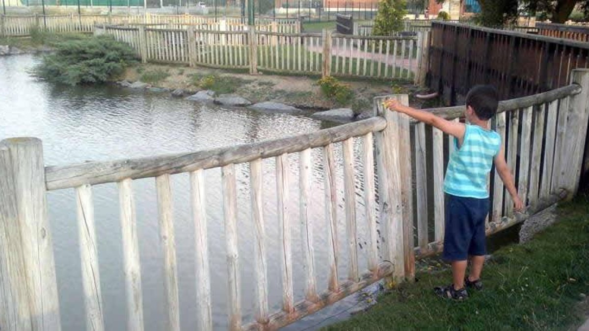 Un niño se acerca a las barandillas de madera que bordean el estanque del parque.