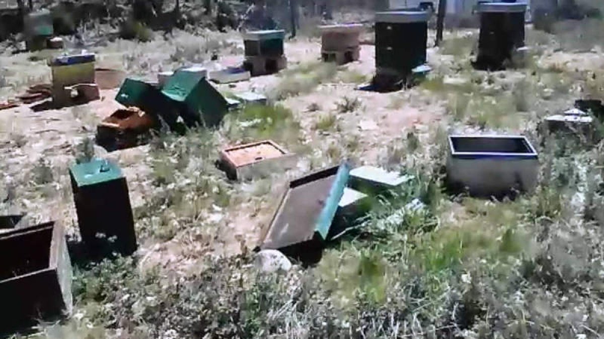 El ejemplar de oso pardo dio buena cuenta de las colmenas. DL