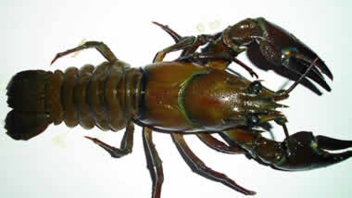 Magnífico ejemplar de cangrejo señal. Midió 14 cms. desde la cabeza a la cola.