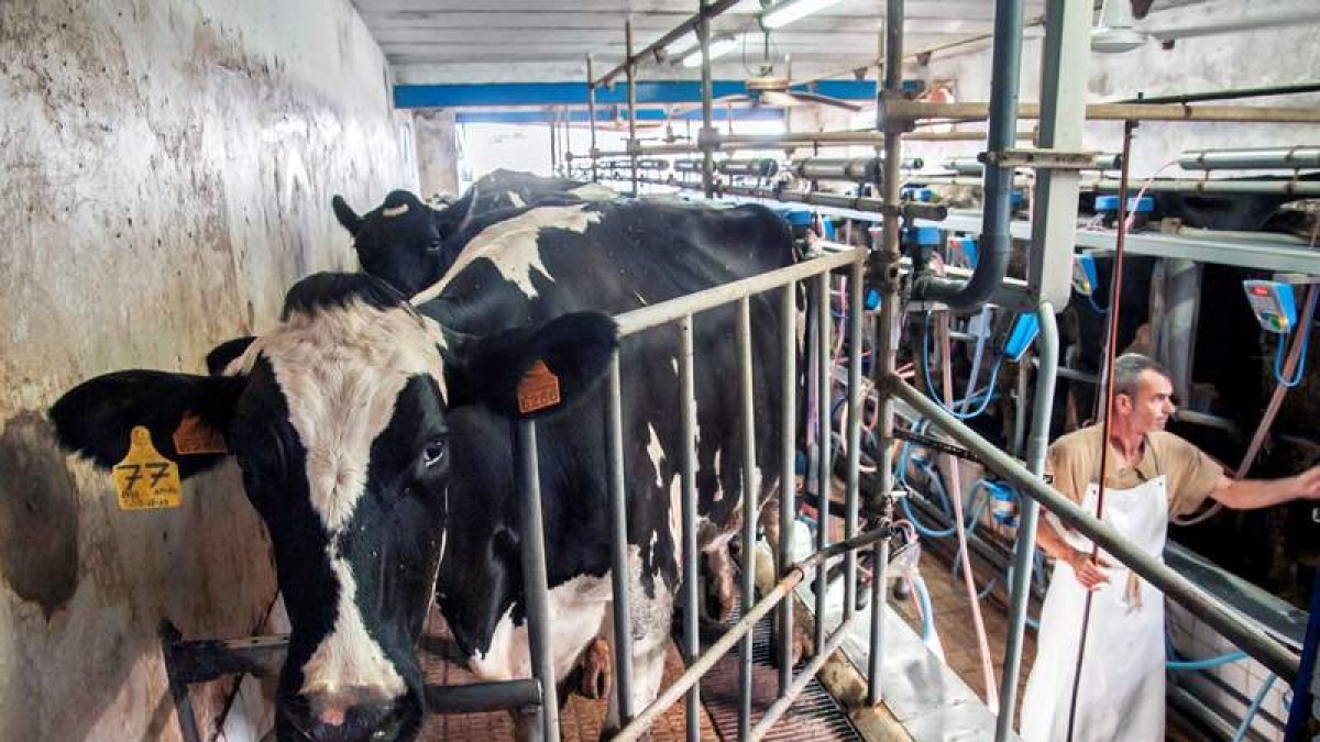 Ganado vacuno en el acceso a una sala de ordeño. efe