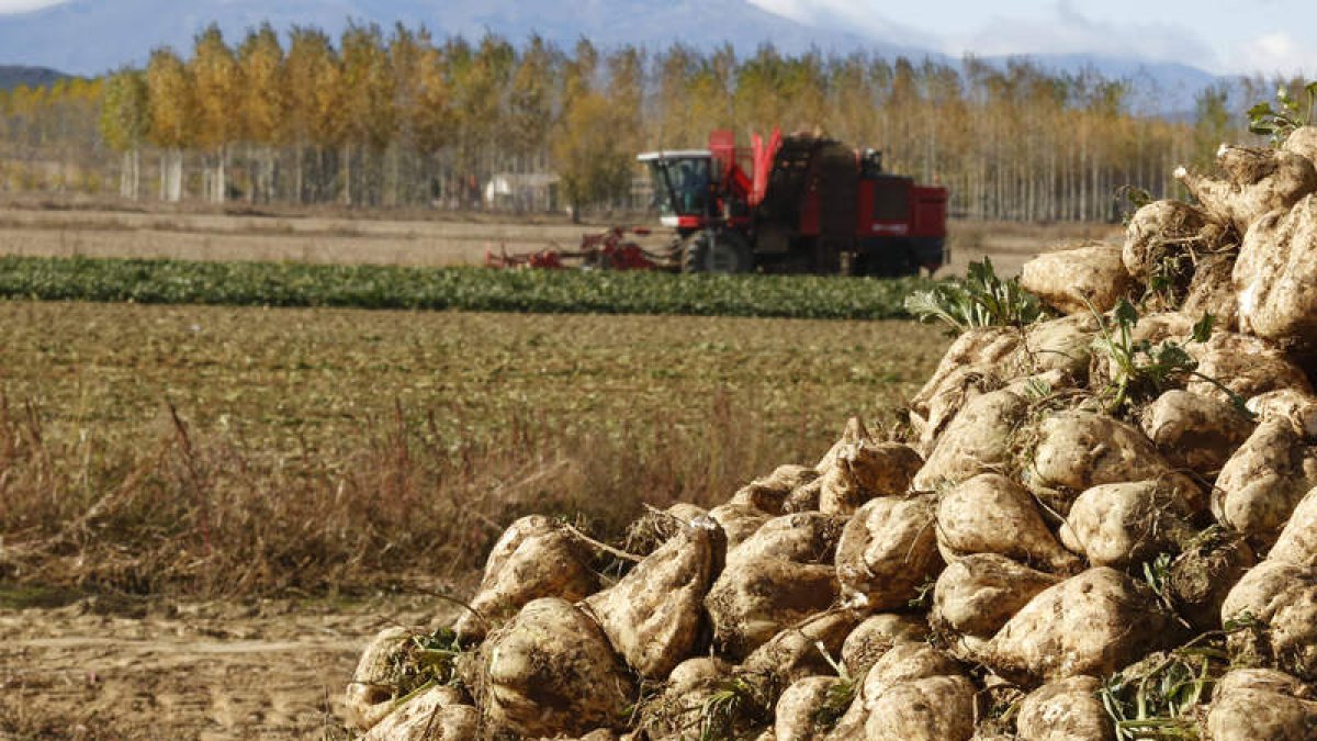 Recogida de remolacha en una parcela de Santibáñez de la Isla. MARCIANO PÉREZ