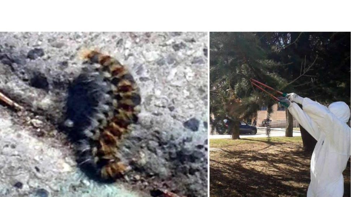 La oruga se embolsa en las zonas altas de las coníferas