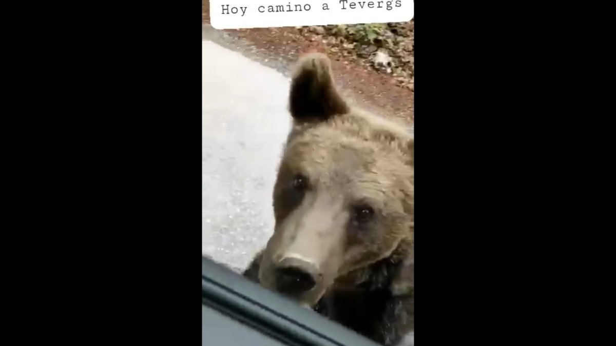 Fotograma del vídeo en el que el oso está a escasos metros de los ocupantes del vehículo. RRSS