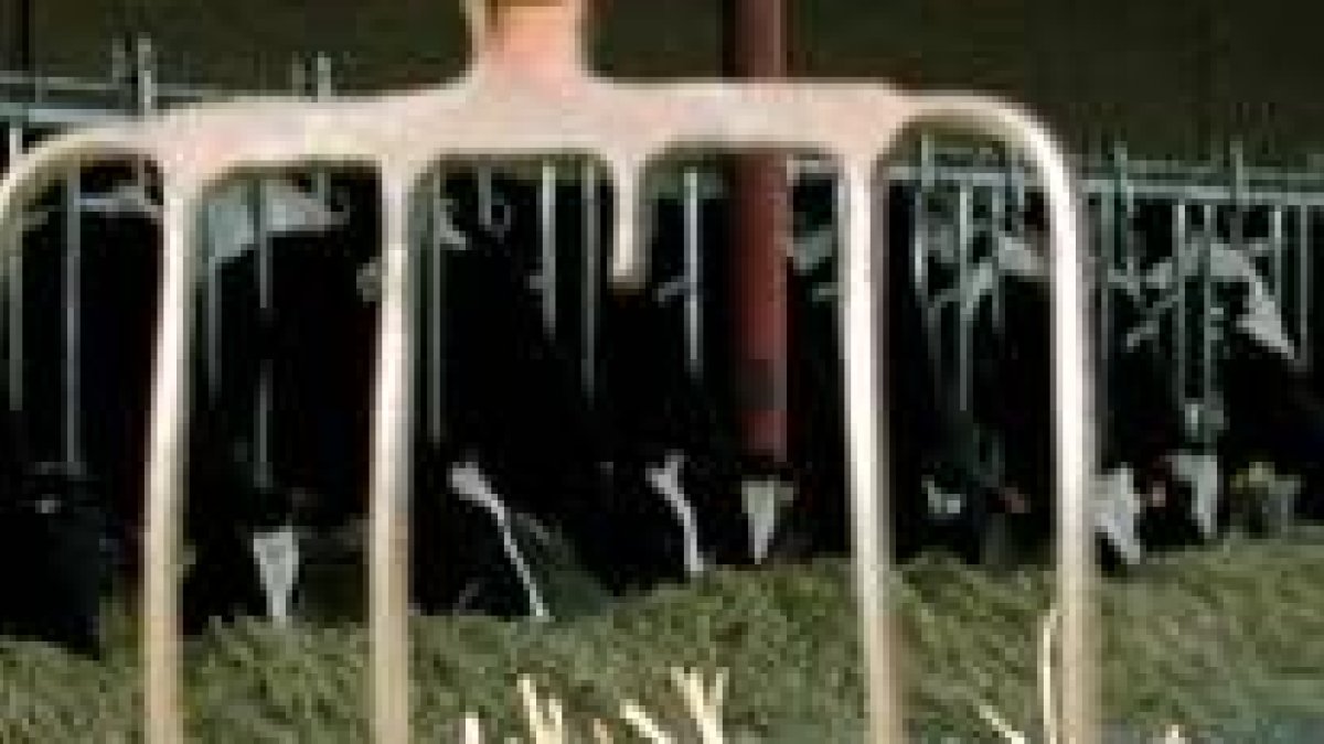 Una explotación de vacuno de leche en la provincia de León