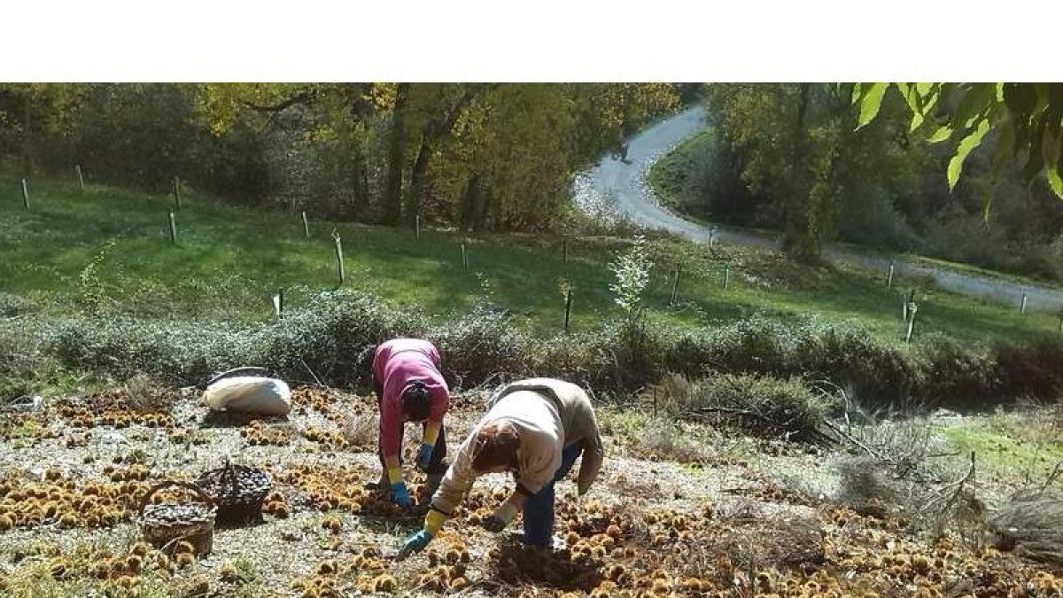 Las heladas y la sequía diezmaron la producción de castaña, que en el 2016 fue de 8.000 toneladas. ANA F. BARREDO