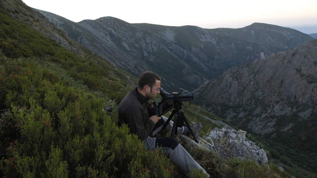 La observación de los osos se realiza desde una ladera frente a la que se encuentran, con el fin de no molestarles.