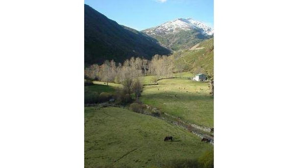 Las tareas de reforestación son vitales para la montaña.