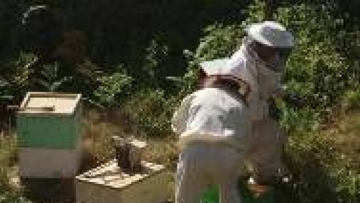 Los apicultores leoneses podrán acogerse a las nuevas ayudas