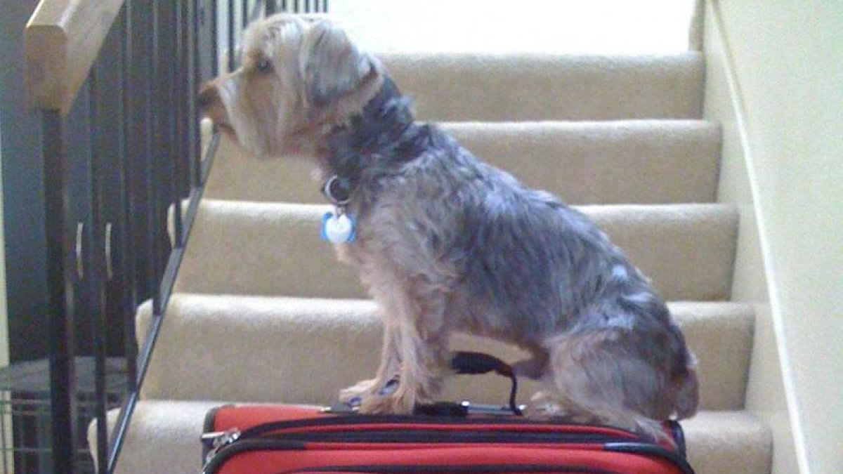 Un perro espera sobre una maleta lista para un viaje