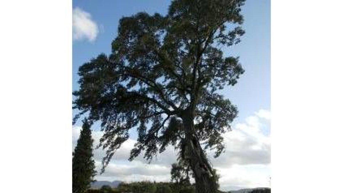 La vetusta encina resiste en su ubicación inicial al lado del cementerio