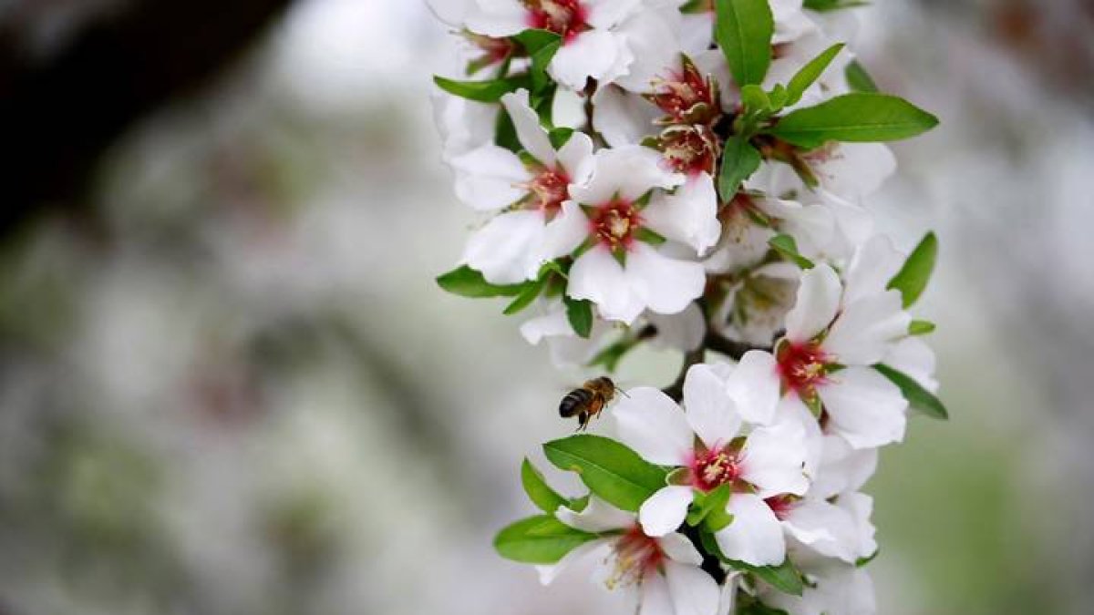 primavera