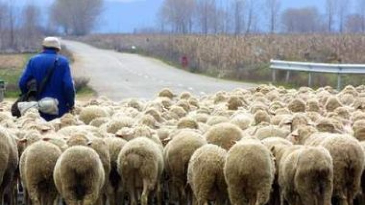 Un pastor conduce su rebaño por un camino leonés.