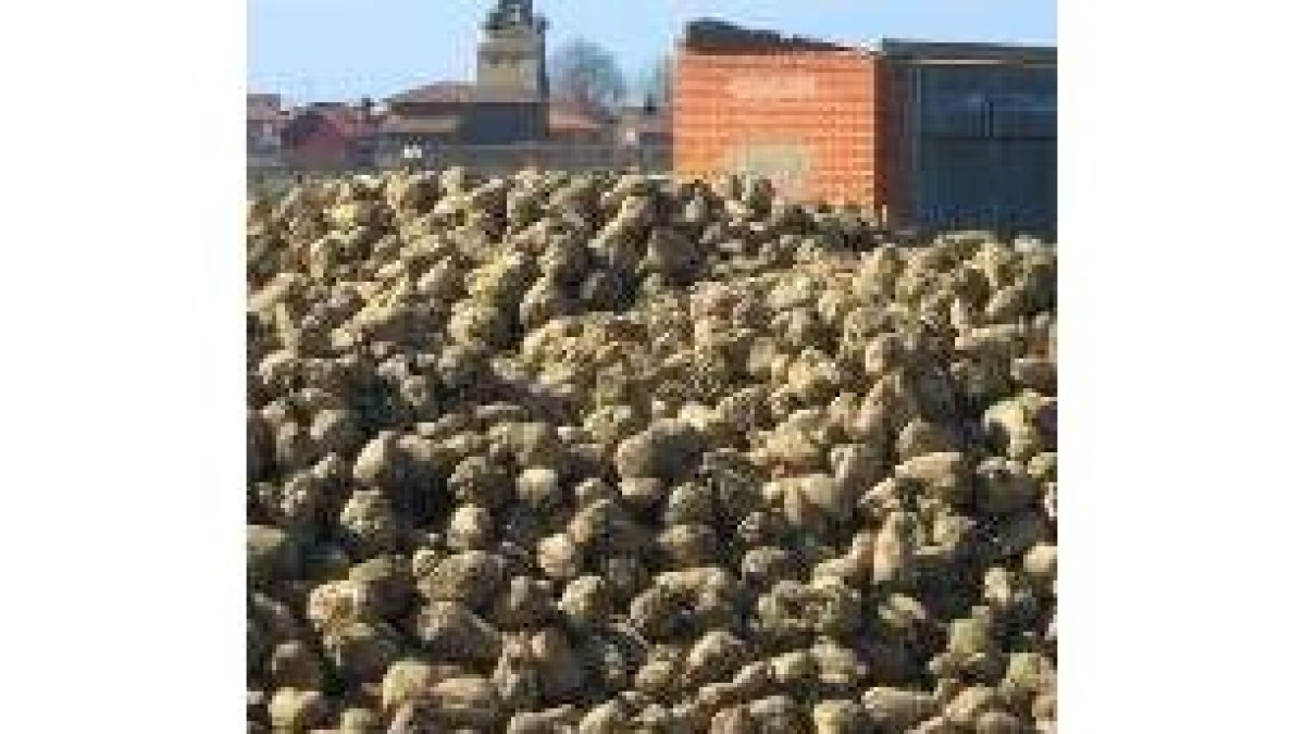 Remolacha en León, a la espera de ser cargada