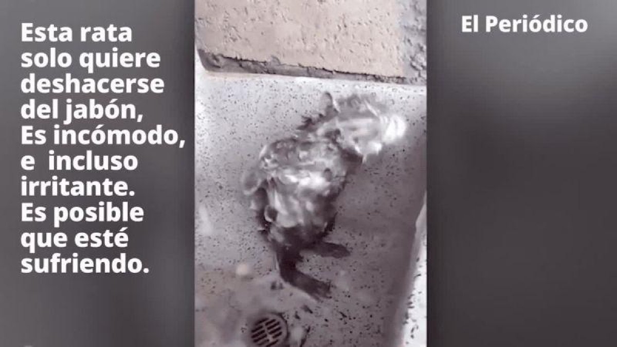 Solo quiere deshacerse del jabón. Es irritante y es posible que este sufriendo.