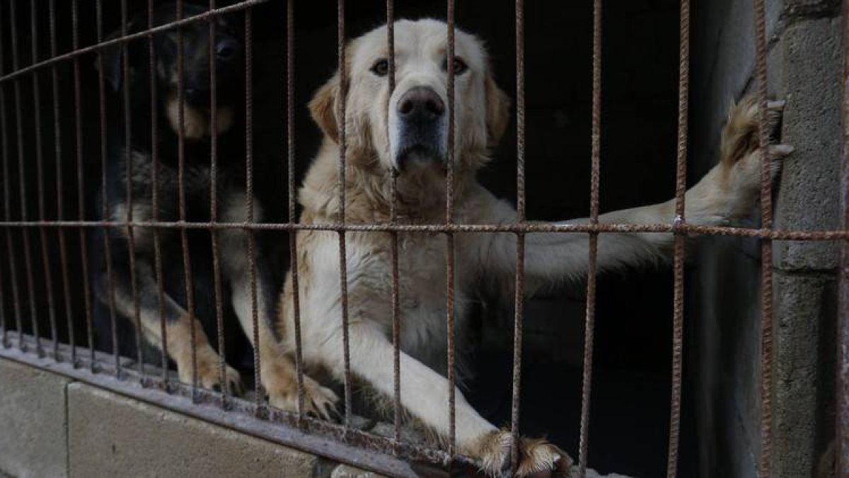 Dos perros de raza grande en su refugio, ayer en la Protectora de Animales de León.