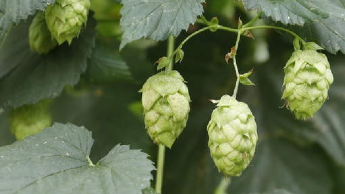 Carrizo, fruto del lúpulo