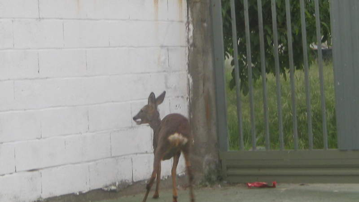 La corza, atrapada en el patio del colegio San José Obrero de Cuatrovientos