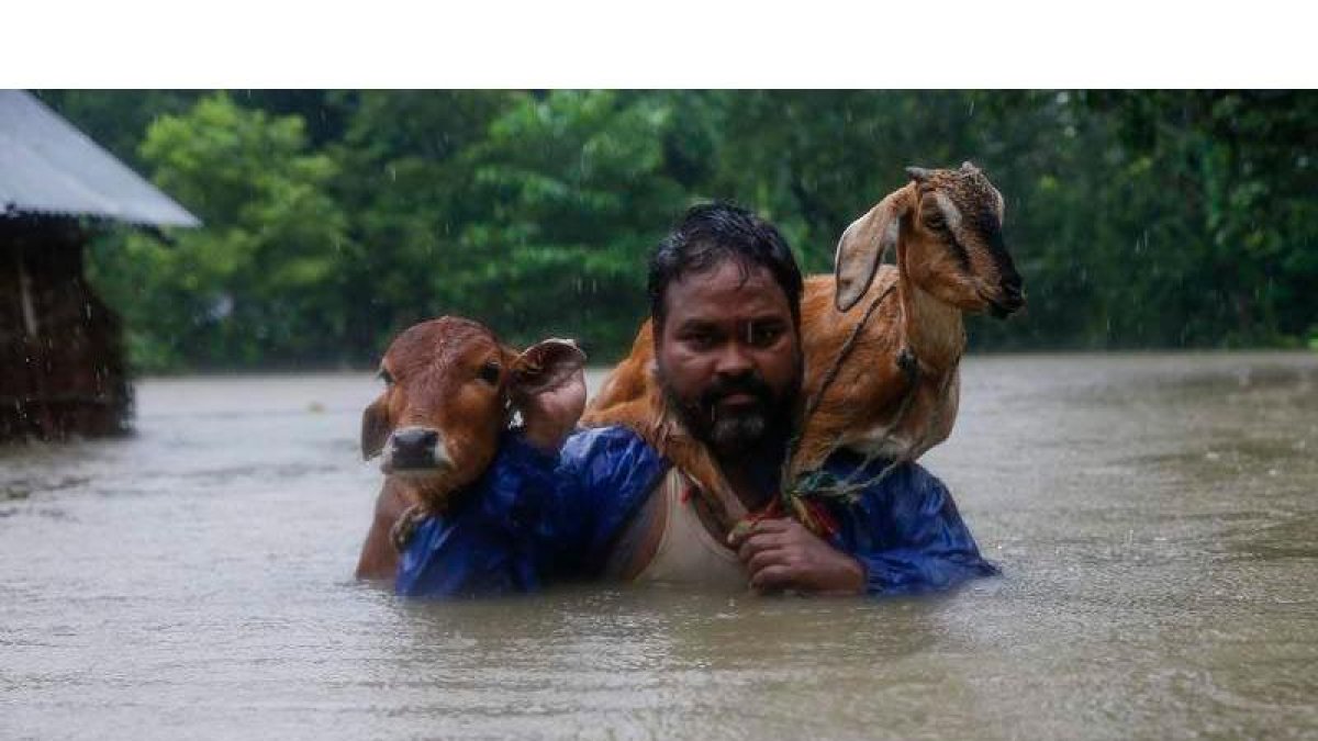 Un hombre carga a hombros con sus animales para que no mueran ahogados por las inundaciones. NARENDRA SHRESTHA