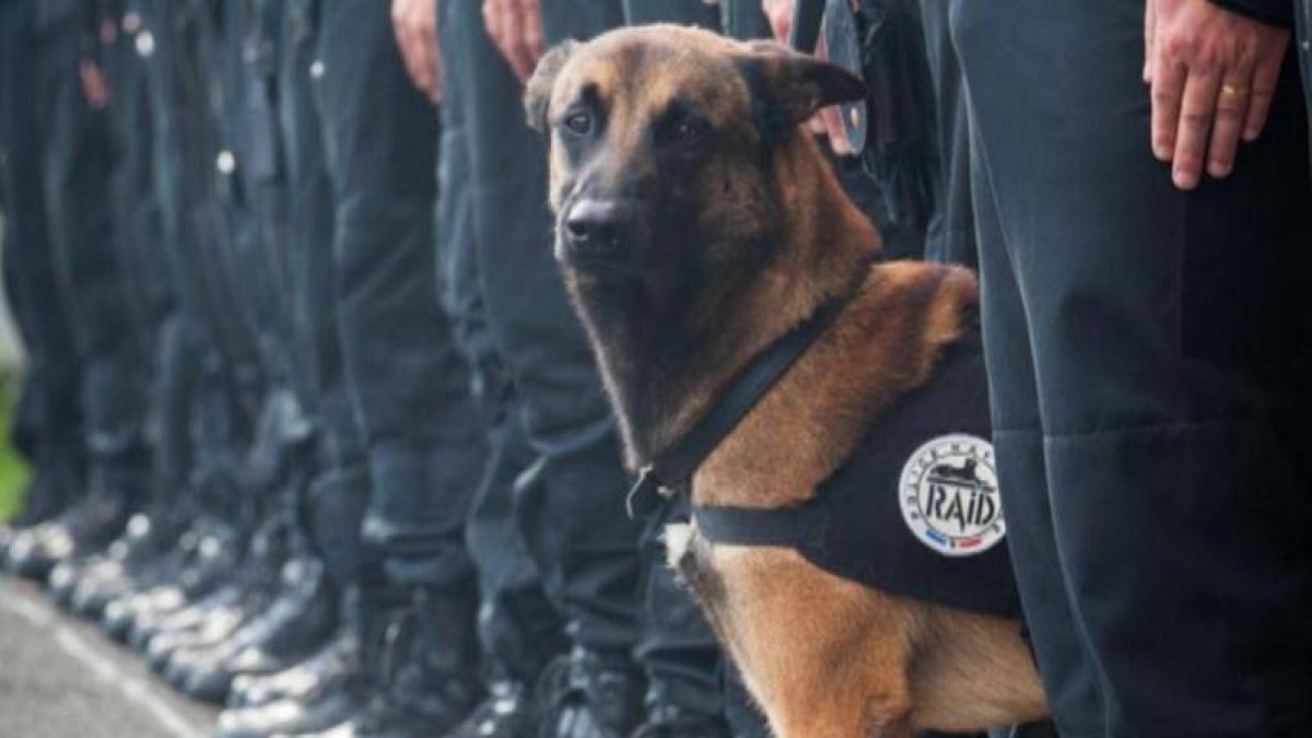 Diesel, la perra policía que ha muerto esta mañana en la operación contra los yihadistas en Saint Denis