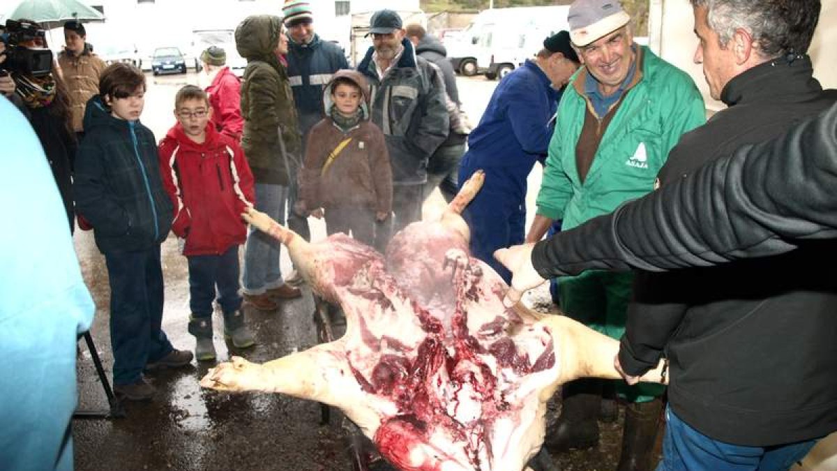 Mayores y pequeños estuvieron atentos a como se hace la matanza del gocho.