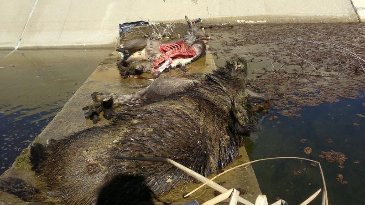 Un jabalí y varios corzos muertos al caer a un canal de riego que no tienen vallas y ahogarse después de estar horas intentado salir