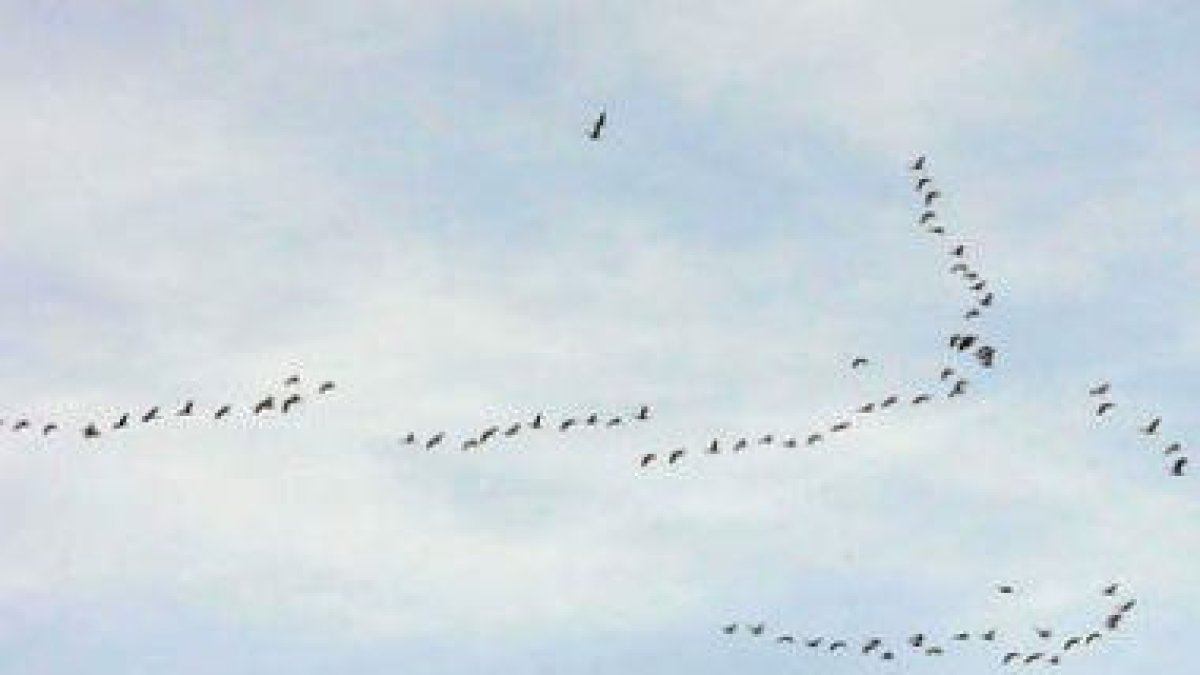 Los gansos viejan hacia el norte en formación y son visibles a distintas horas del día.