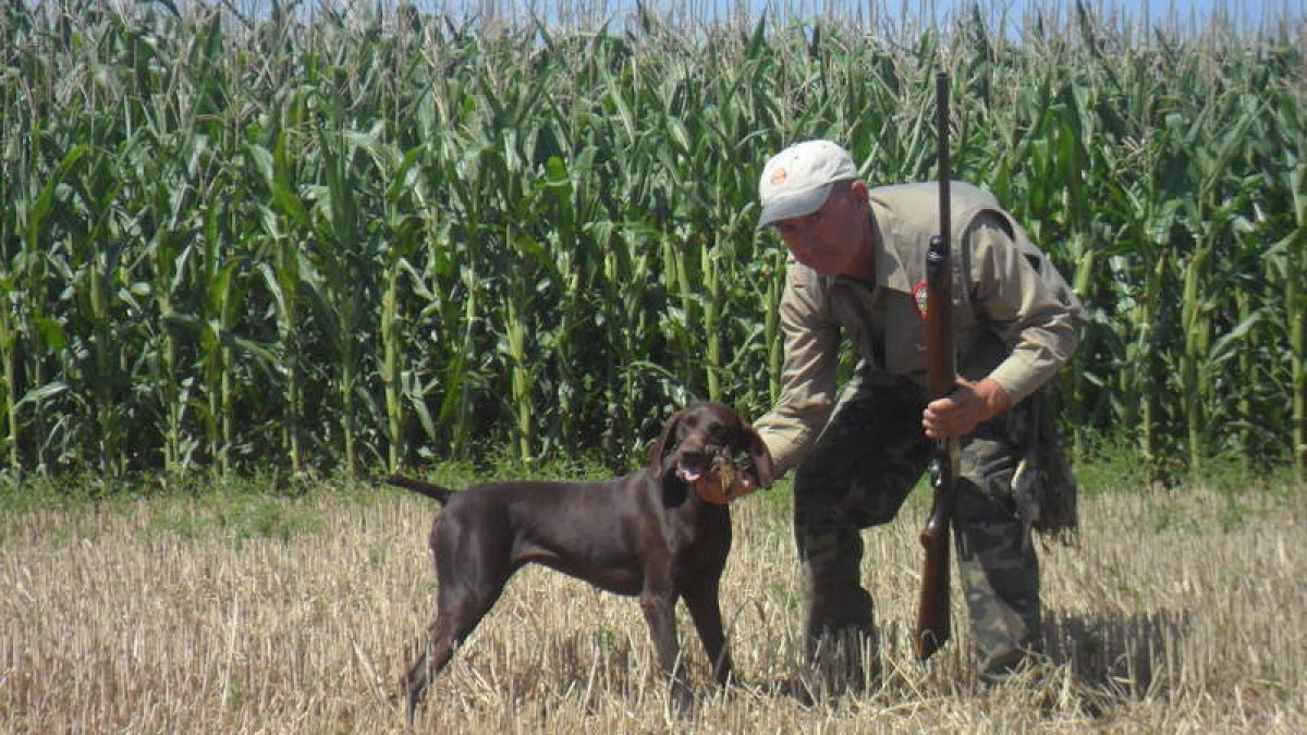Un perro cobra una codorniz durante una jornada de caza en el Páramo.
