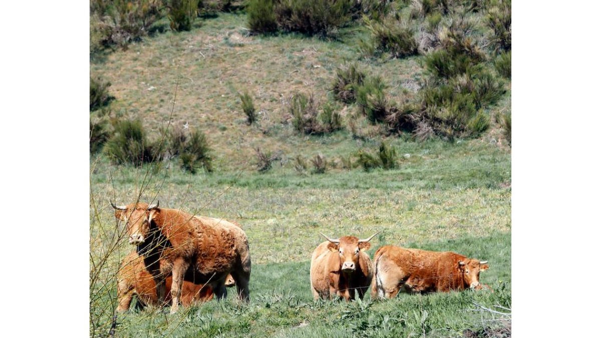Un animal vacuno en una explotación ganadera de la provincia de León. Ramiro
