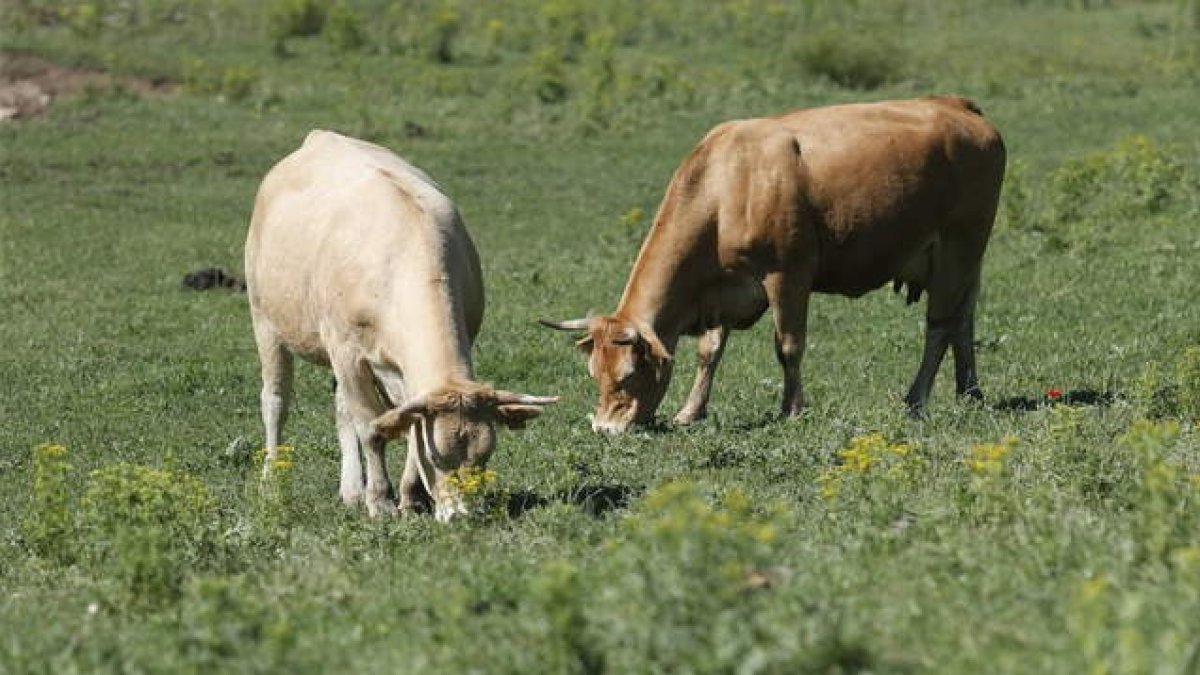 Dos vacas pastan en los prados de Riaño. DL