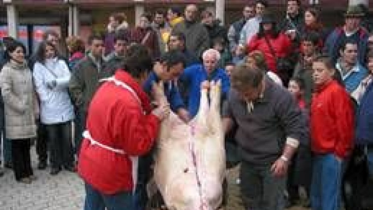 Mucho público se reunió en el momento de la matanza del gocho