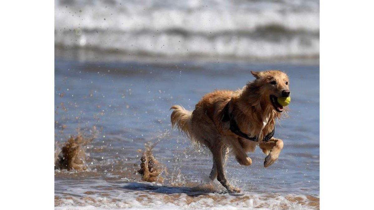 Un perro disfruta del agua en la playa de San Lorenzo de Gijón, ayer. ELOY ALONSO