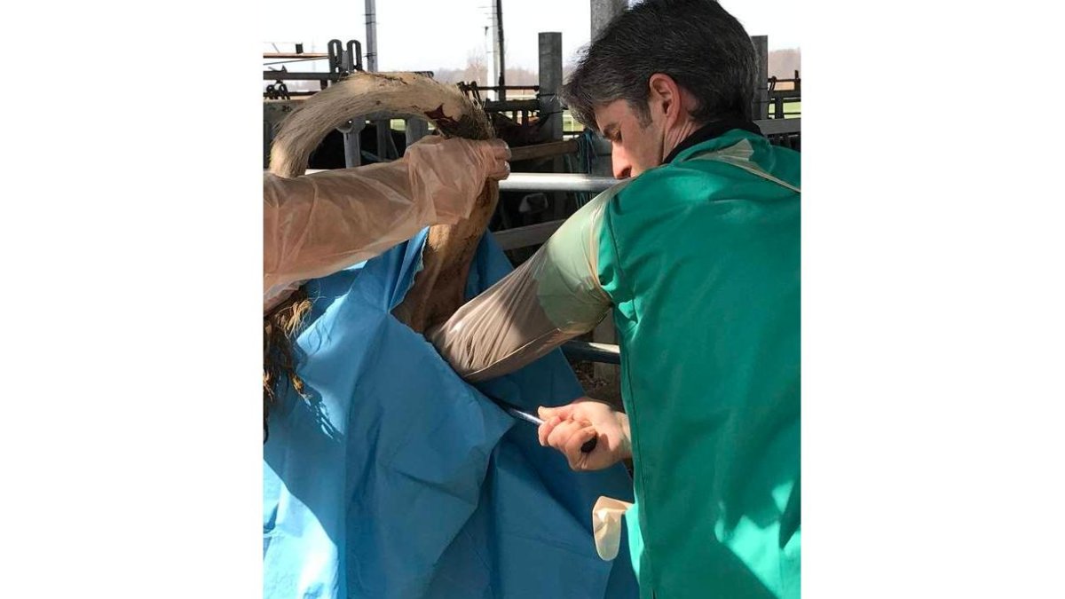 La novedosa técnica quirúrgica se practica en el Hospital Clínico Veterinario de Agrovet desde este mes.