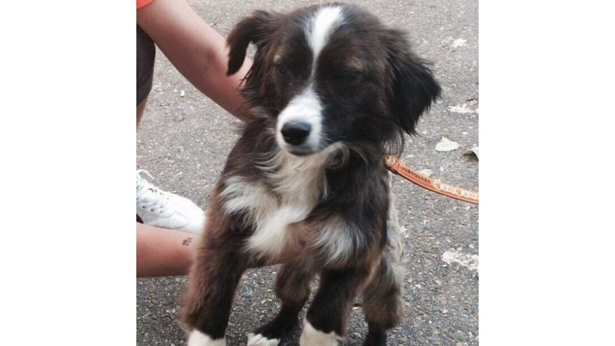 La perrita víctima de maltrato.