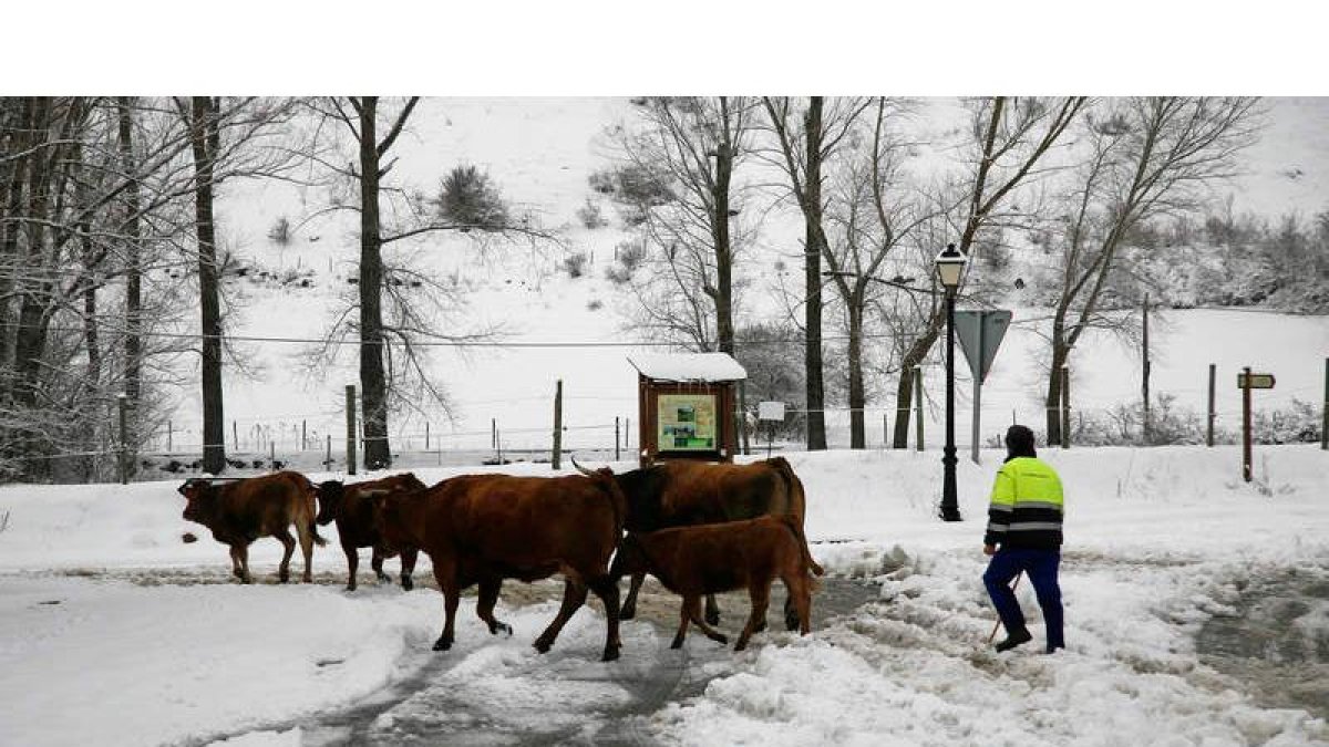 Mal día para trabajar y conducir. Un ganadero reúne a su reato en Cármenes y un coche circula por la zona de Vegacervera