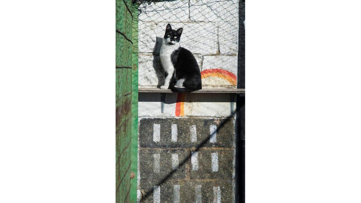 Un gato, en las instalaciones de la Protectora.