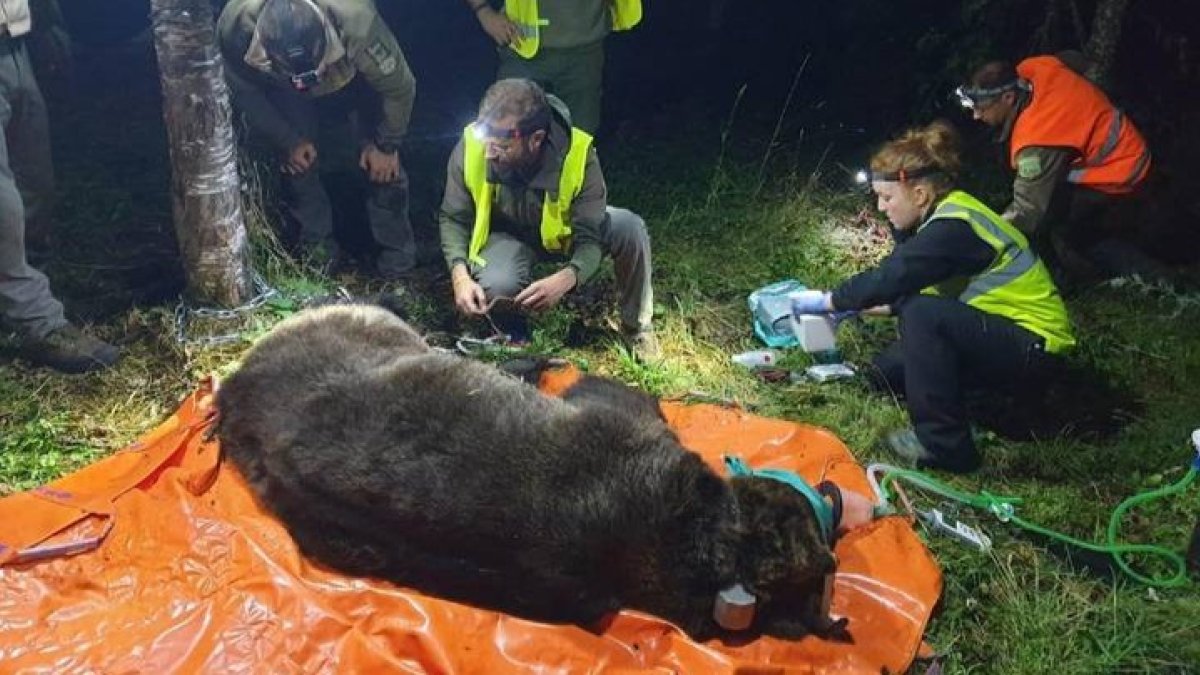 El oso desaparecido forma parte del programa de radiomarcaje de la Junta de Castilla y León en la Cordillera Cantábrica. JCYL